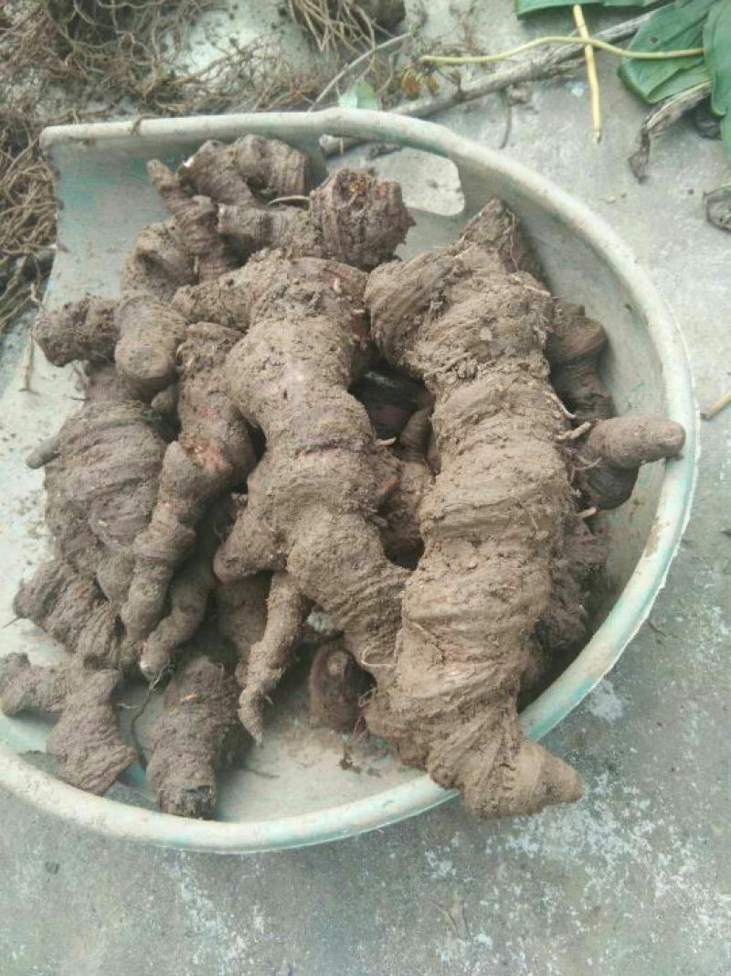云南重楼鲜货统个，野生货源，很好的质量，也是值得来往