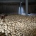 晚秋黄梨纸加膜450~500g果个大含糖量高包上车