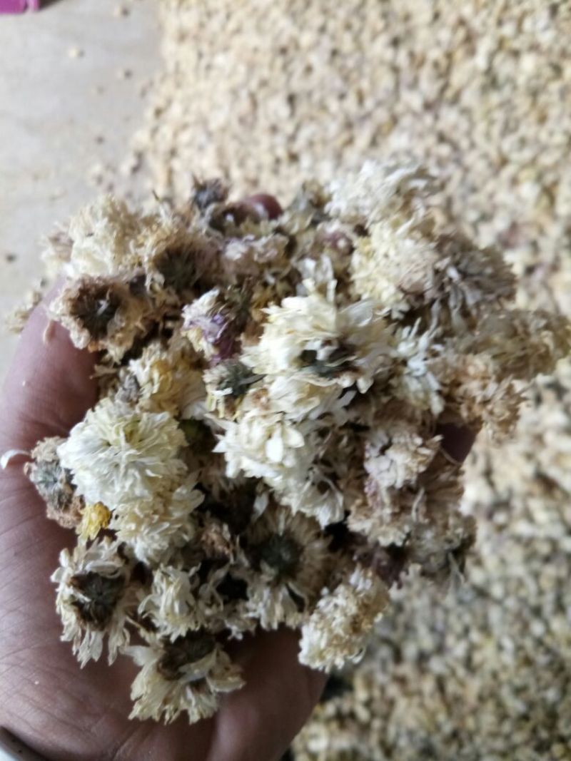 怀菊花袋装