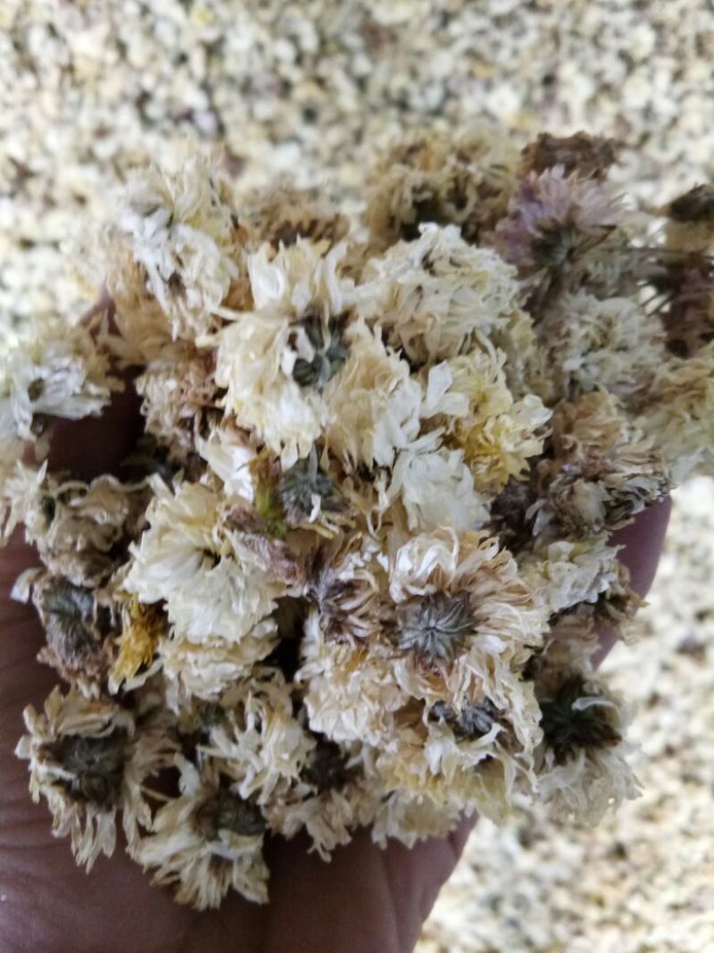 怀菊花袋装