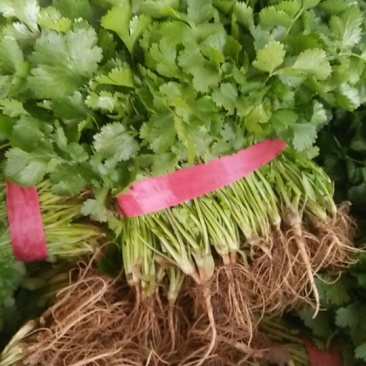 大叶香菜基地直供，绿色无公害绿色食品，欢迎新老客户光临