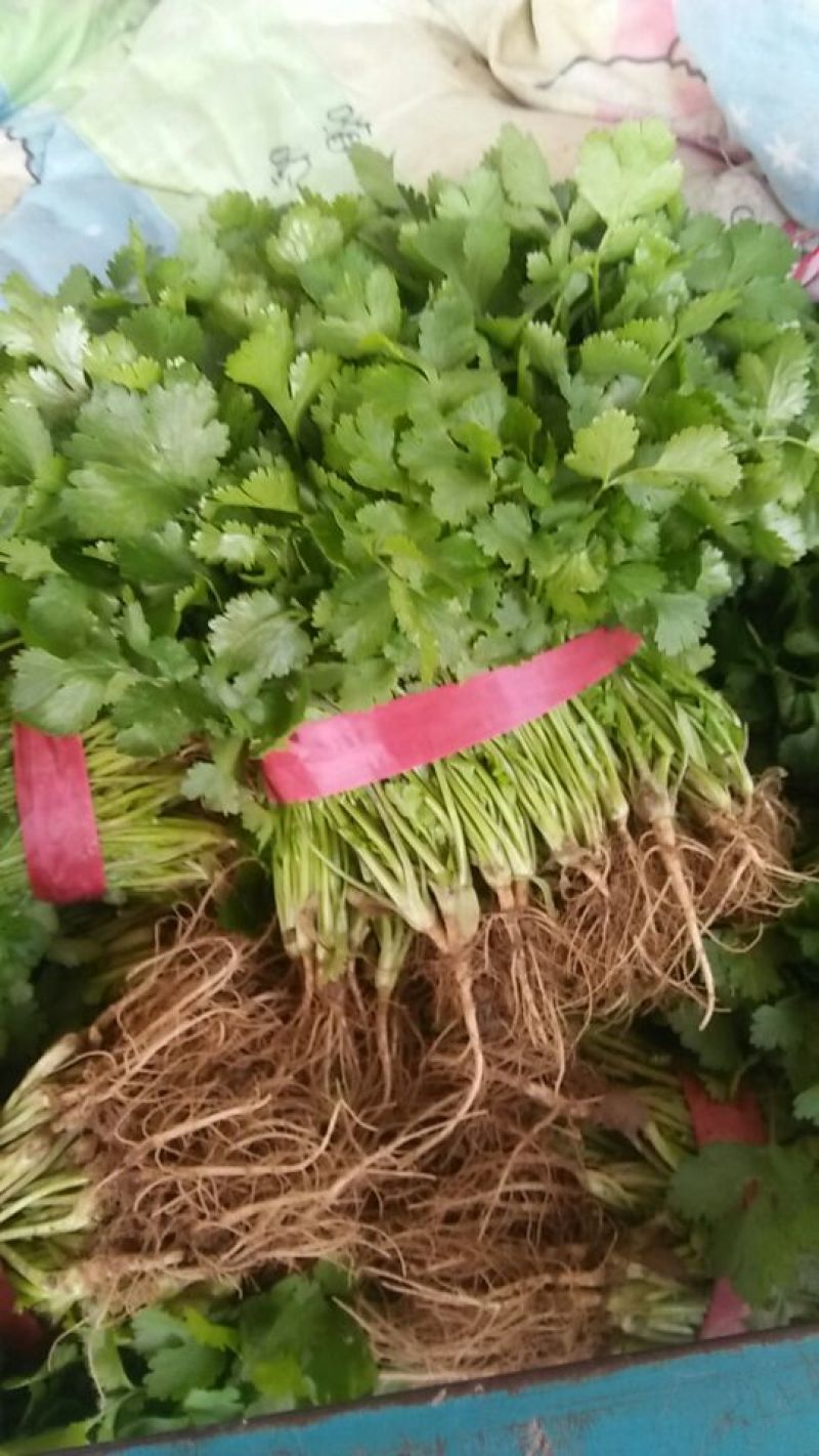 大叶香菜基地直供，绿色无公害绿色食品，欢迎新老客户光临