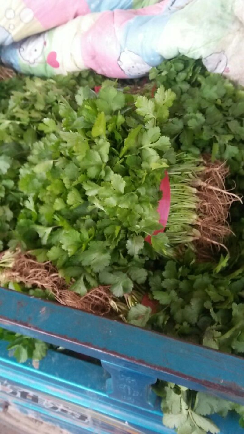大叶香菜基地直供，绿色无公害绿色食品，欢迎新老客户光临