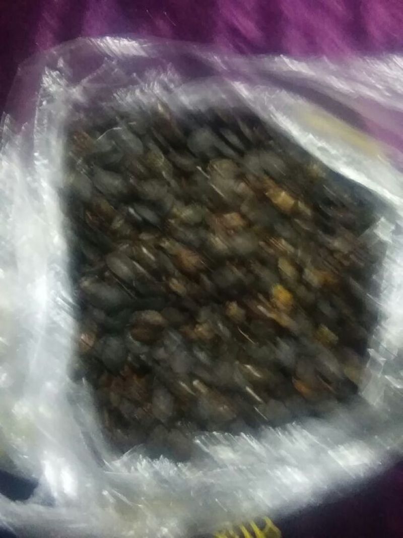 九香虫统货