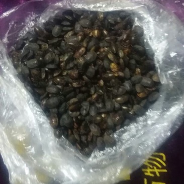 九香虫统货