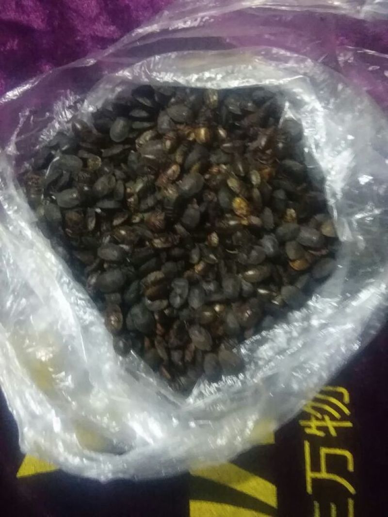 九香虫统货