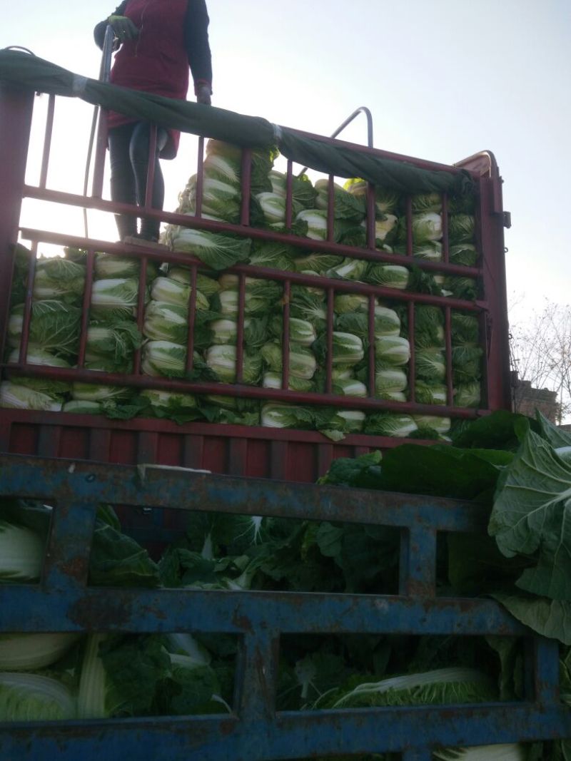 甘肃靖远精品大量上市优质货源产地直发全国供货