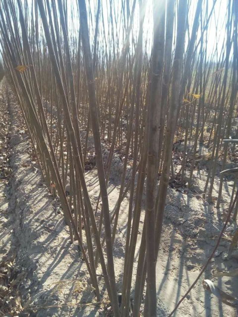 柳树种条1.5~2m