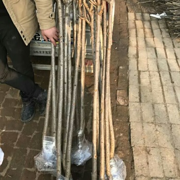 樱花苗80cm以上嫁接