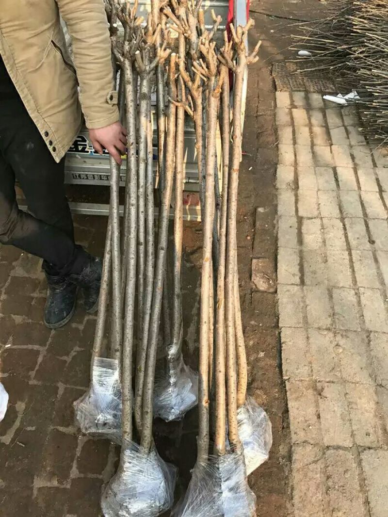 樱花苗80cm以上嫁接