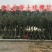 樱花苗80cm以上嫁接