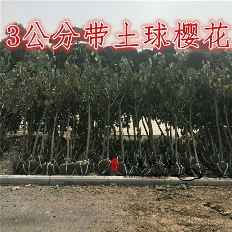 樱花苗80cm以上嫁接