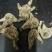 白芨选装一等二等三等