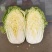 黄心白菜4~6斤净菜
