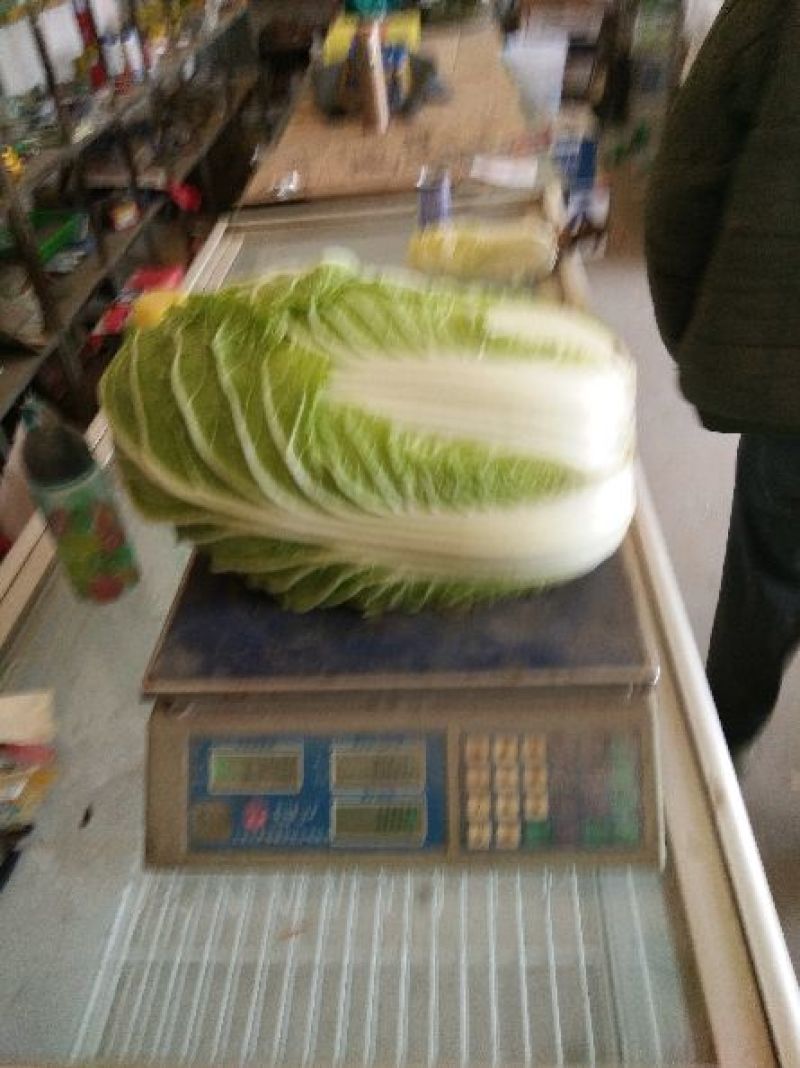 黄心白菜4~6斤净菜