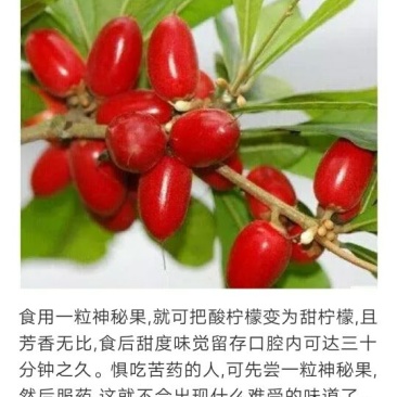 神秘果苗