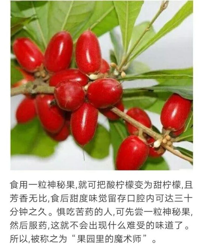 神秘果苗