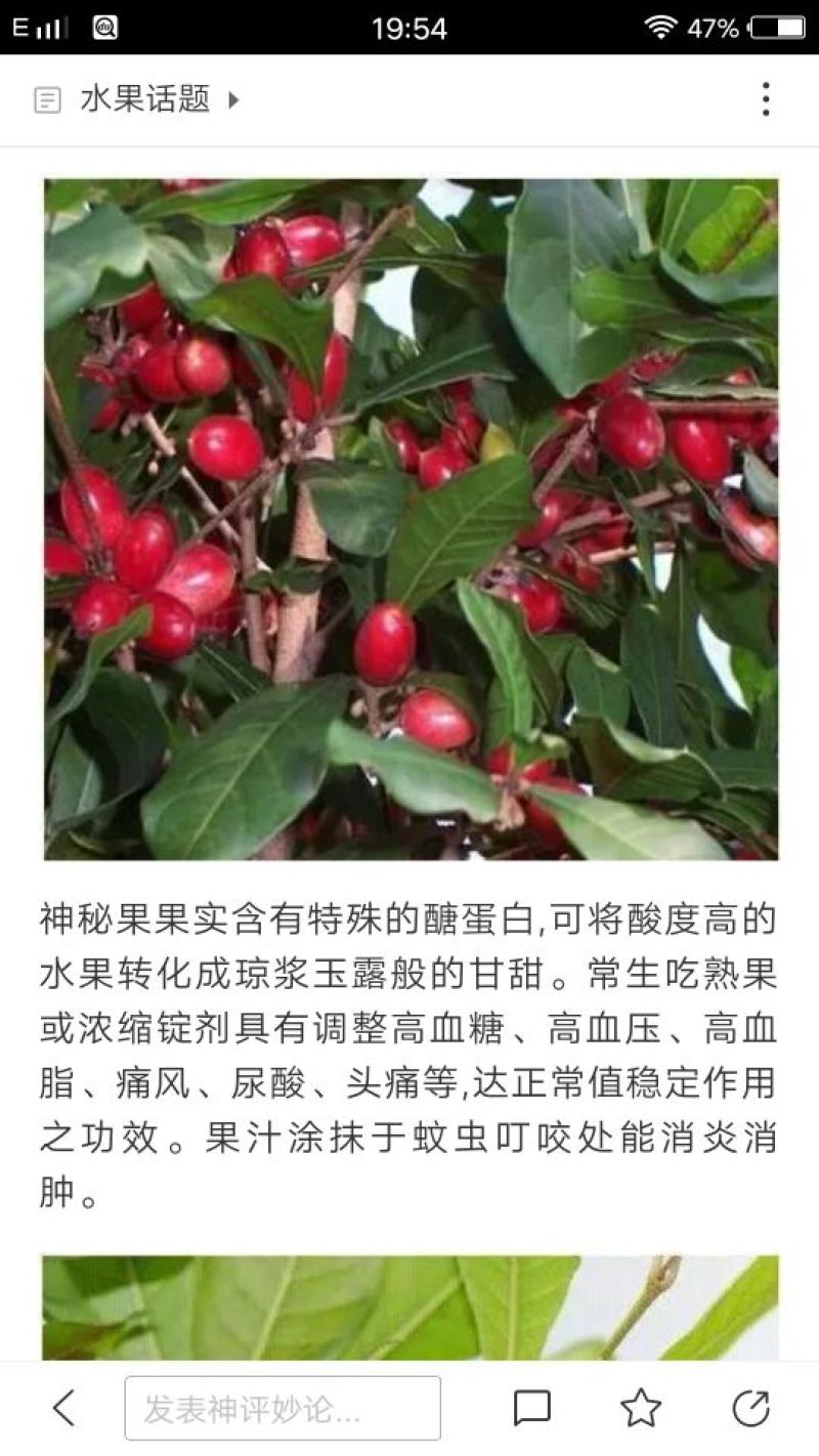 神秘果苗