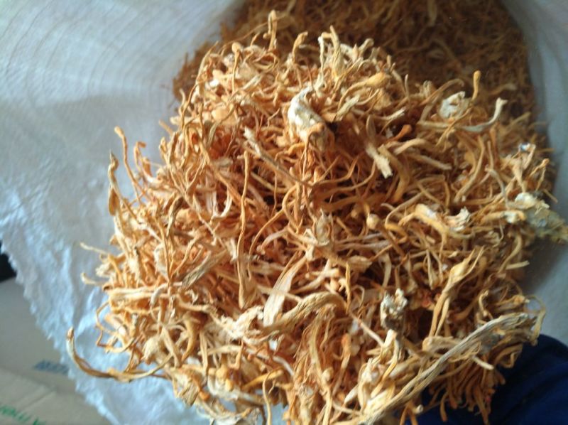 大量批发北虫草虫草花散装次草适合打粉提取等