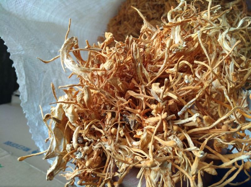 大量批发北虫草虫草花散装次草适合打粉提取等