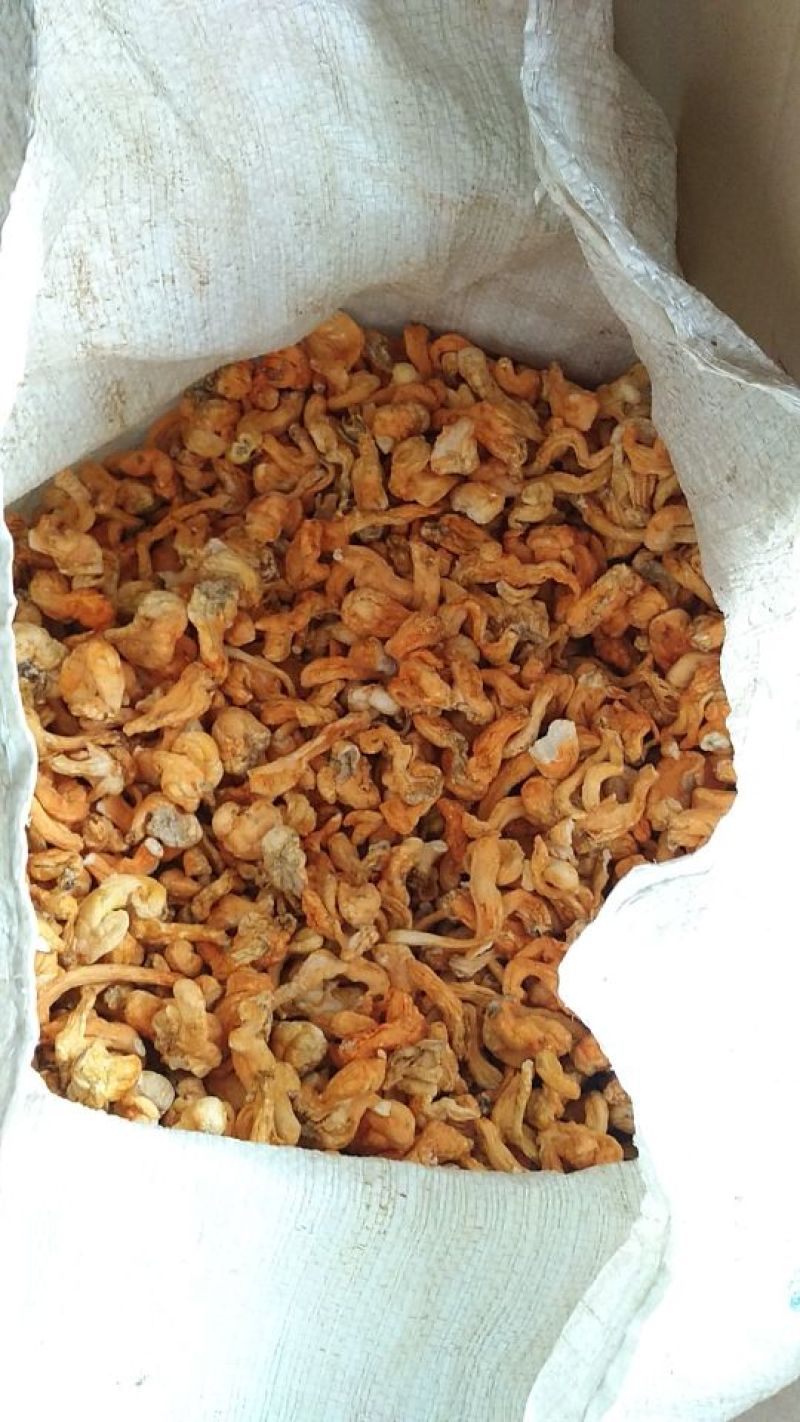 大量批发北虫草虫草花散装次草适合打粉提取等