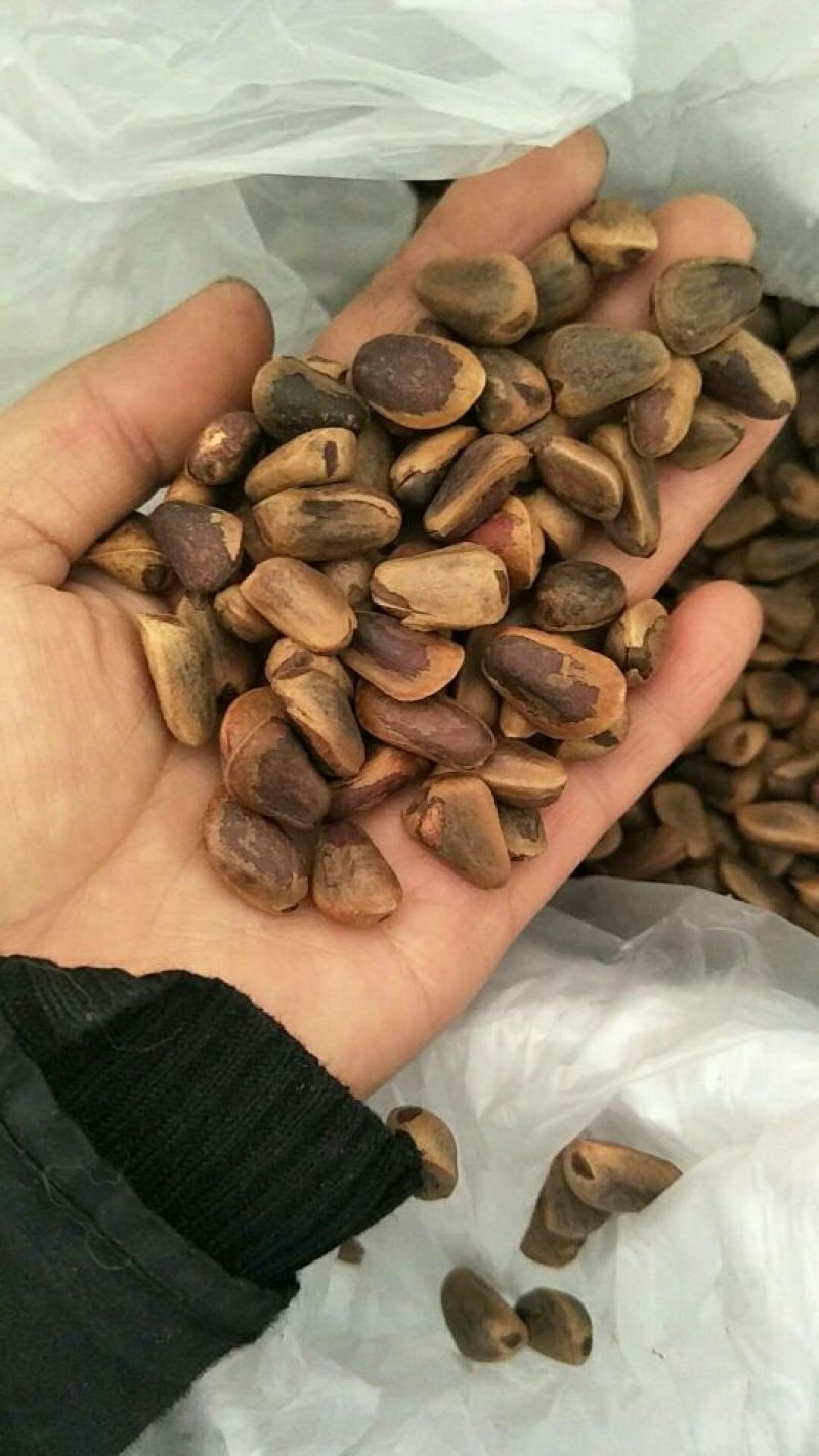 东北松子一级