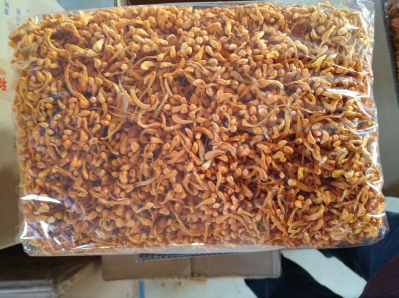 批发零售北虫草虫草花排草，中间干净排列整齐