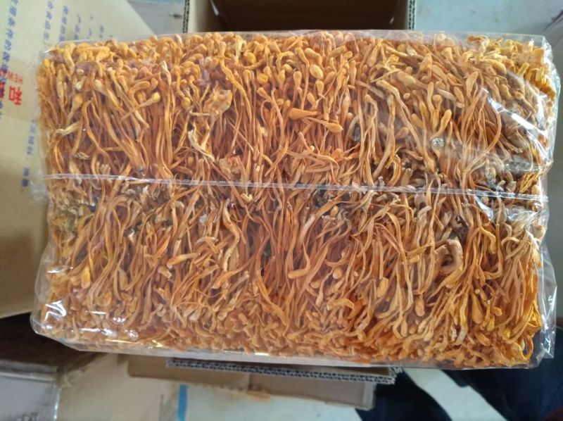 批发零售北虫草虫草花排草，中间干净排列整齐
