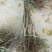 辽核1号核桃苗50~100cm一年苗