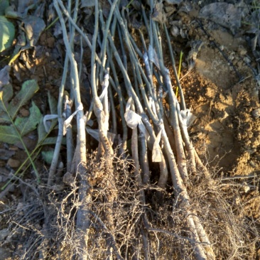 辽核1号核桃苗50~100cm一年苗