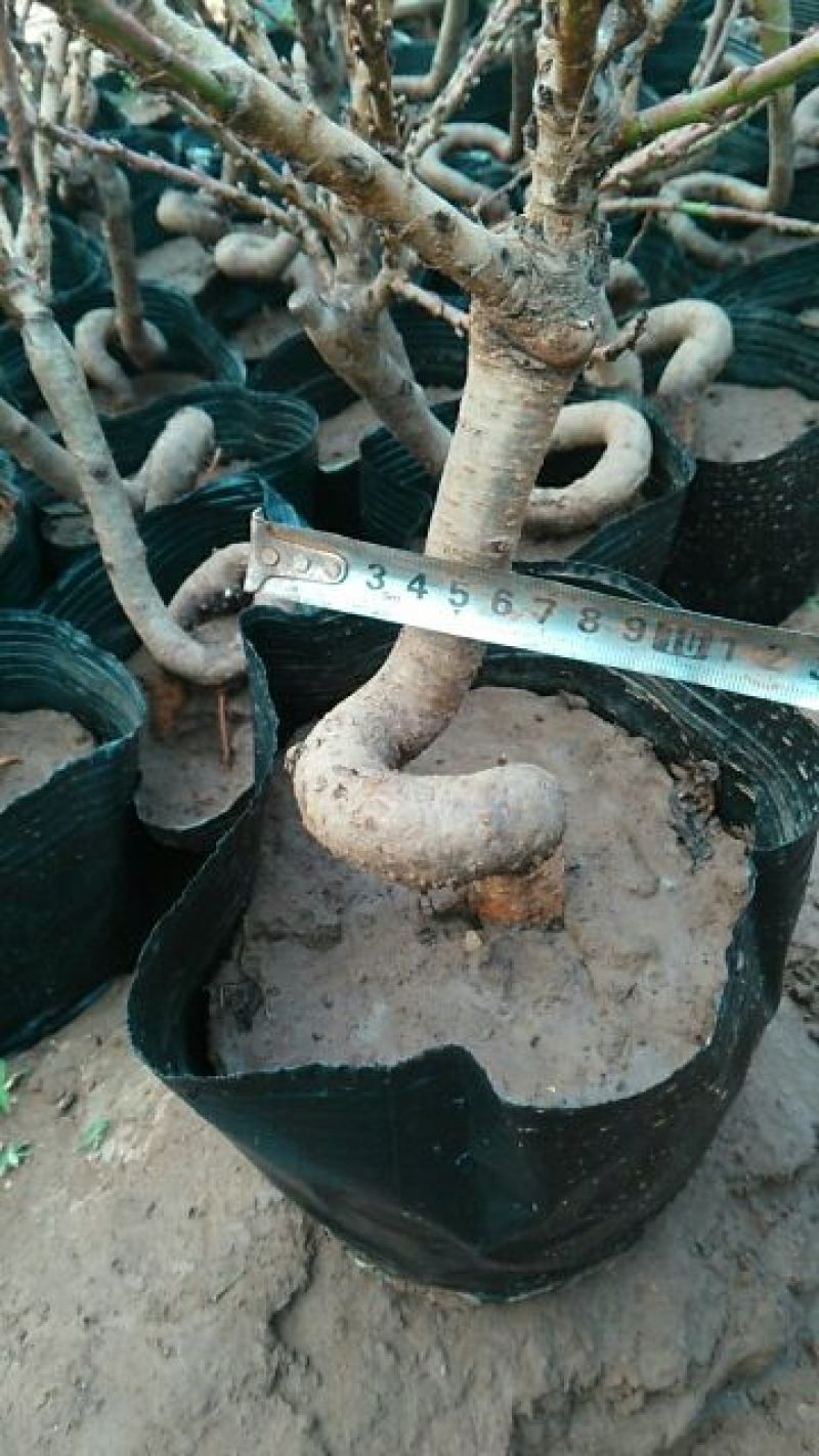 桃梅50~80cm，质优价廉，量大质优，自己苗圃种植，