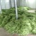 无筋豆8~15厘米