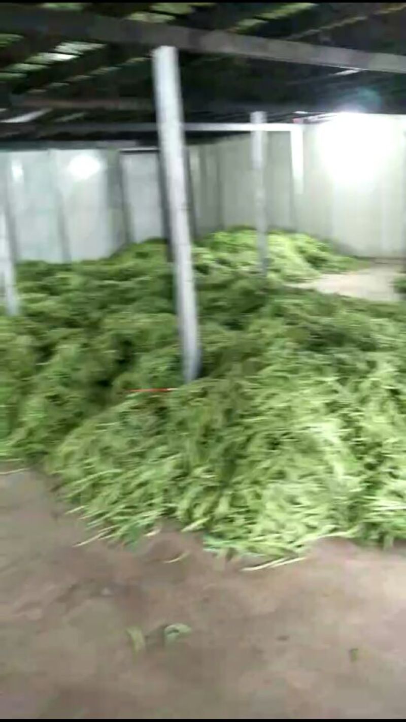 无筋豆8~15厘米