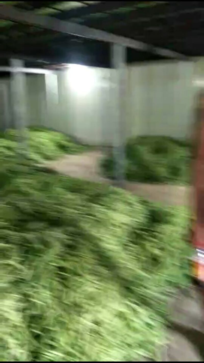 无筋豆8~15厘米