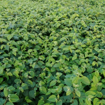拐枣树苗80~110cm