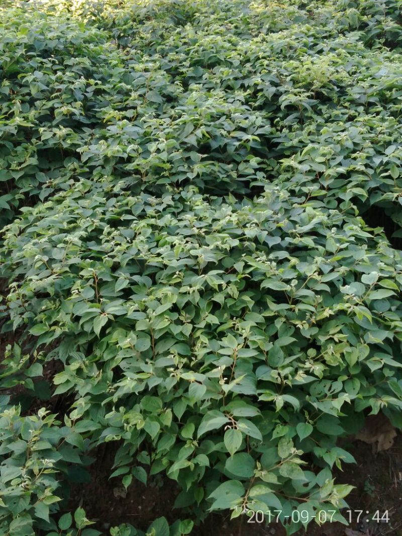 拐枣树苗80~110cm