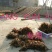 地龙全开无泥无水份