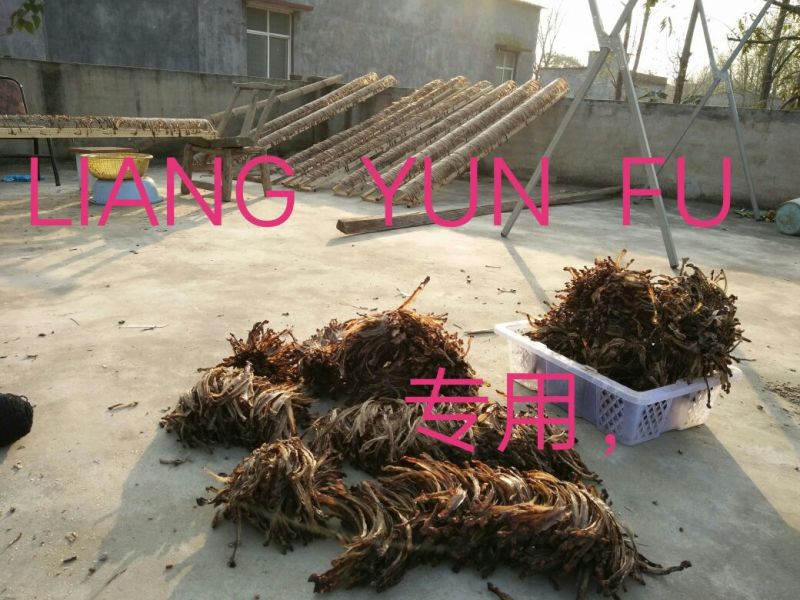 地龙全开无泥无水份