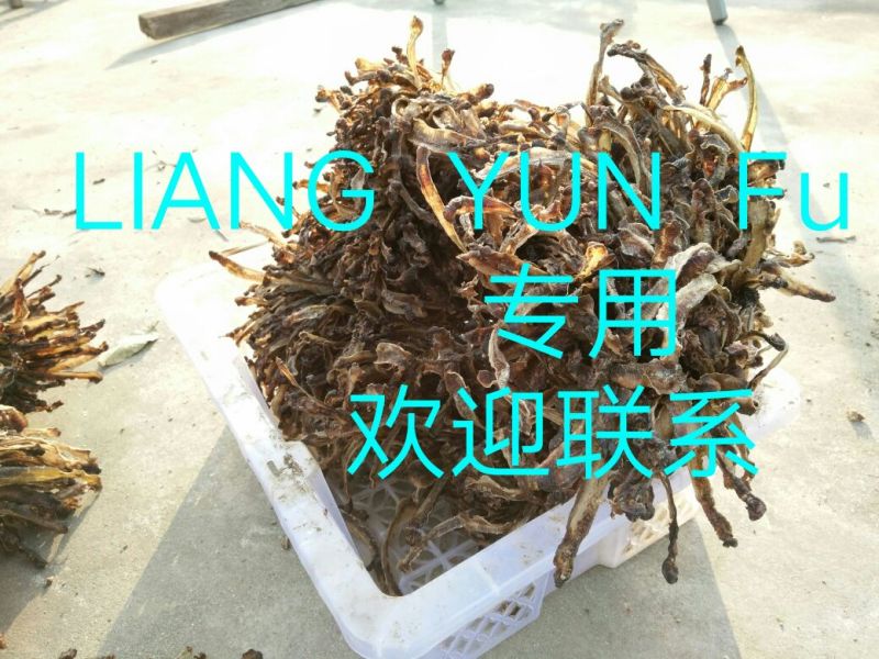 地龙全开无泥无水份
