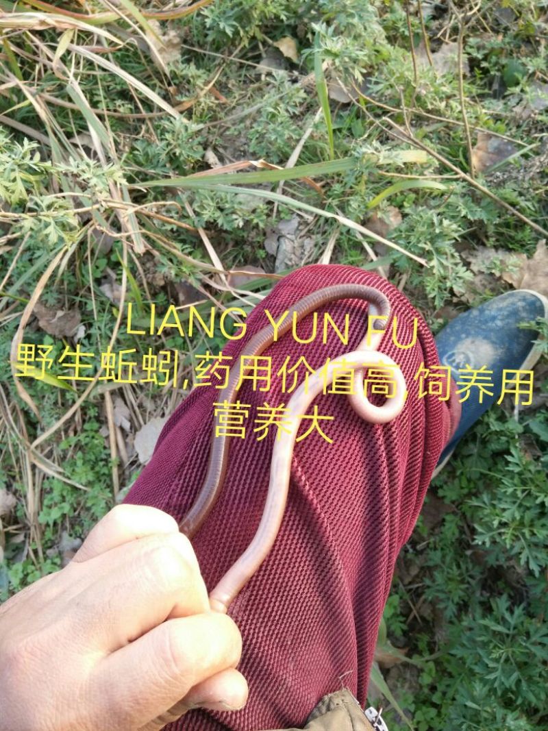 地龙全开无泥无水份