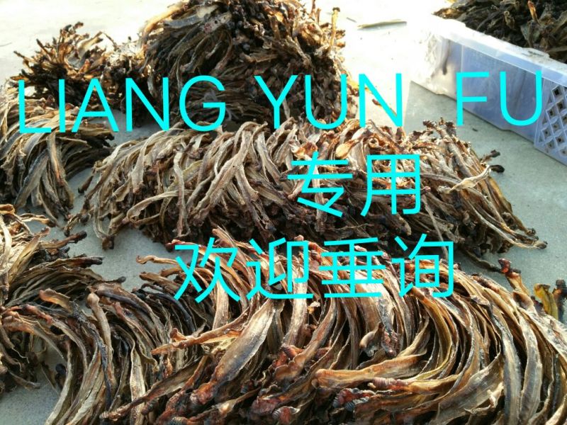 地龙全开无泥无水份