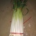长白大葱25~30cm净葱2cm左右