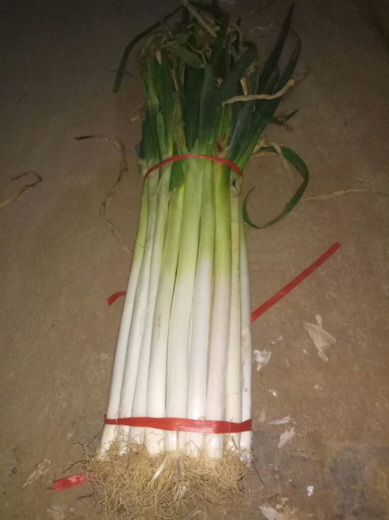 长白大葱25~30cm净葱2cm左右