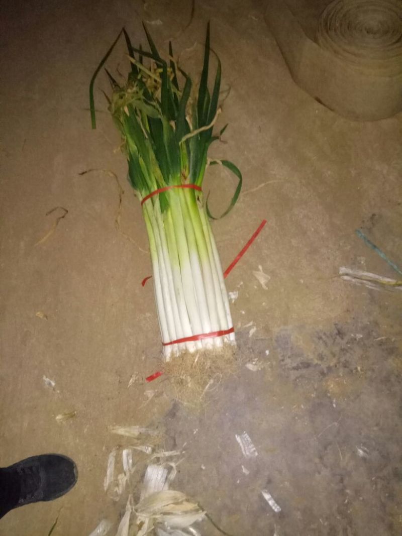 长白大葱25~30cm净葱2cm左右