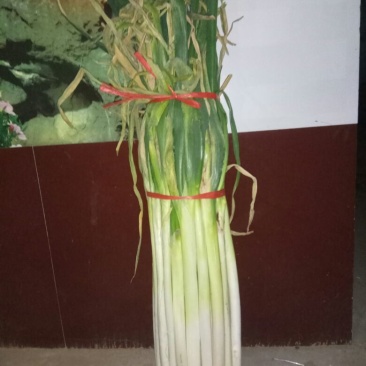 长白大葱25~30cm净葱2cm左右