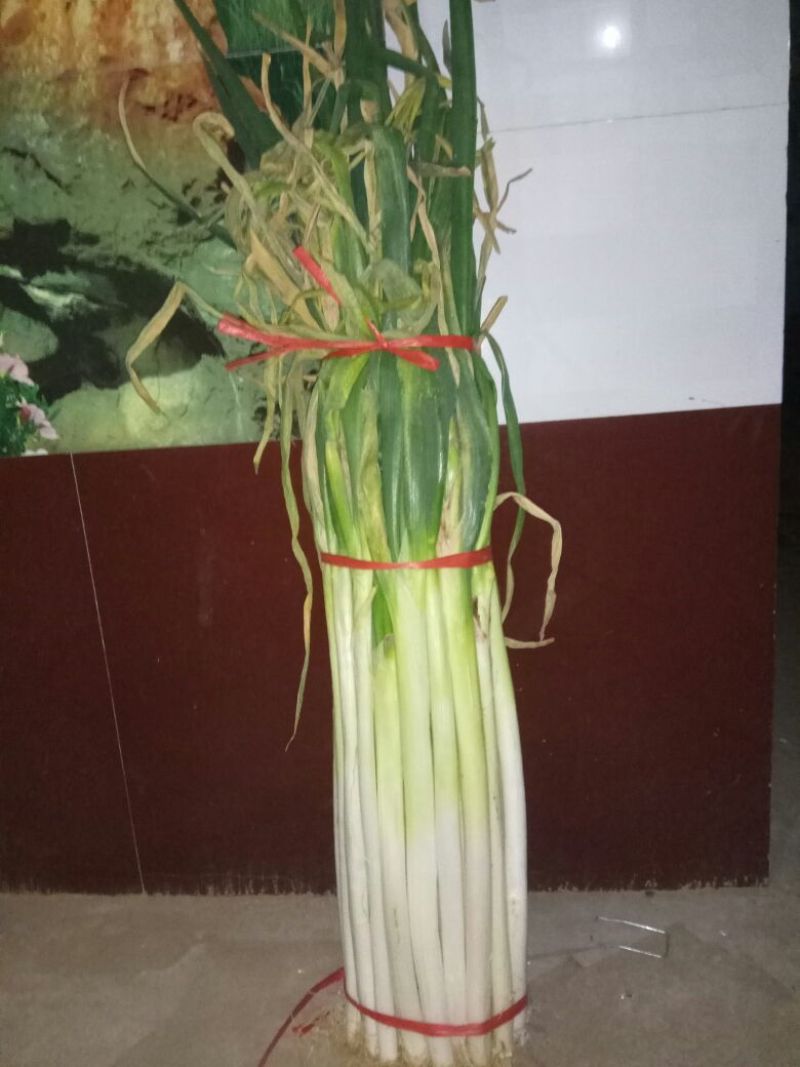 长白大葱25~30cm净葱2cm左右