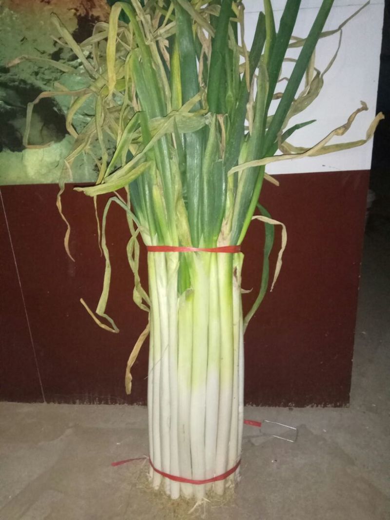 长白大葱25~30cm净葱2cm左右