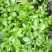 黄金百香果苗
