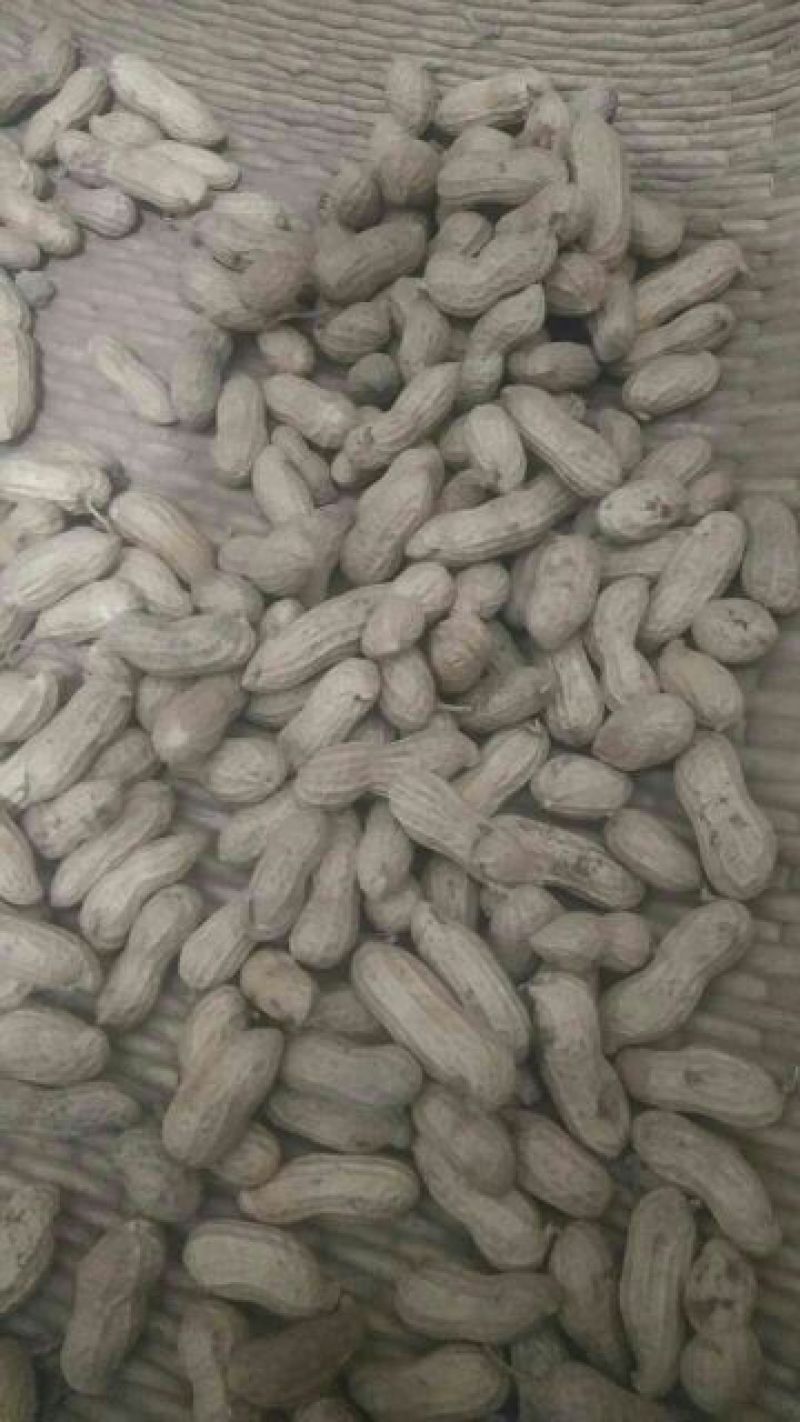 黑花生干货净米