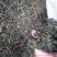 红茶云南红茶滇红茶